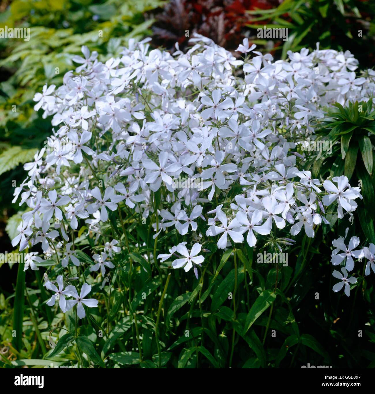 Phlox divaricata - `May Breeze'   ALP069462 Stock Photo